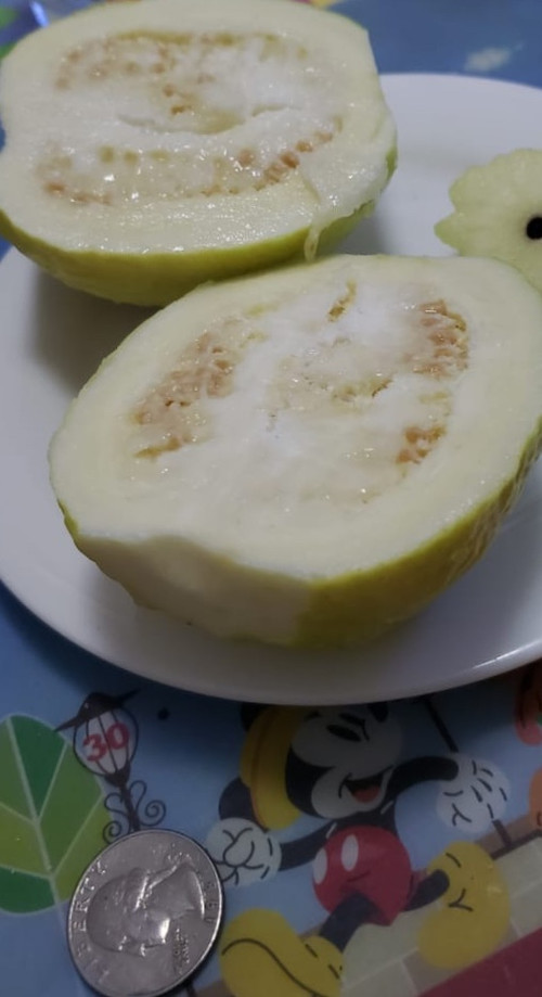 Guava_cut