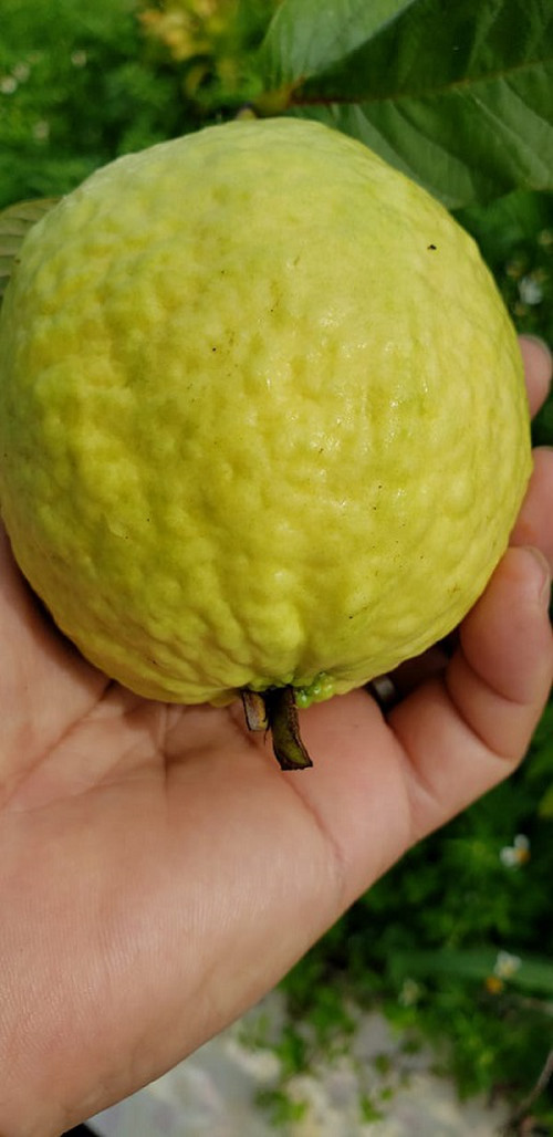 Guava_whole_1