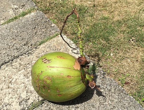 Coconuts_1