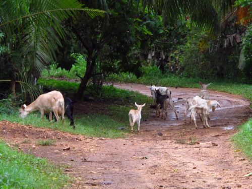 Buggy_goats_on_way_2