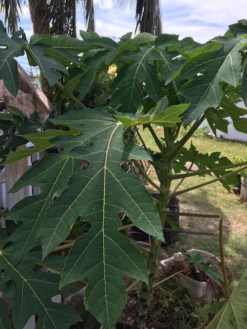 Papaya