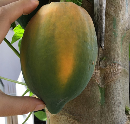 Papaya_s2_8749