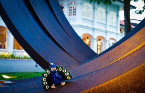 Capella_paul_the_peacock_3