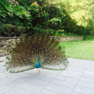Capella_peacock