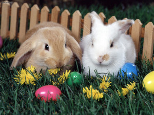 Easterrabbit