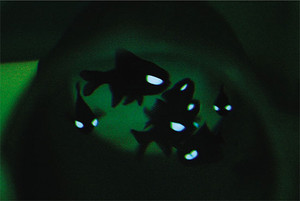 Flashlight_fish