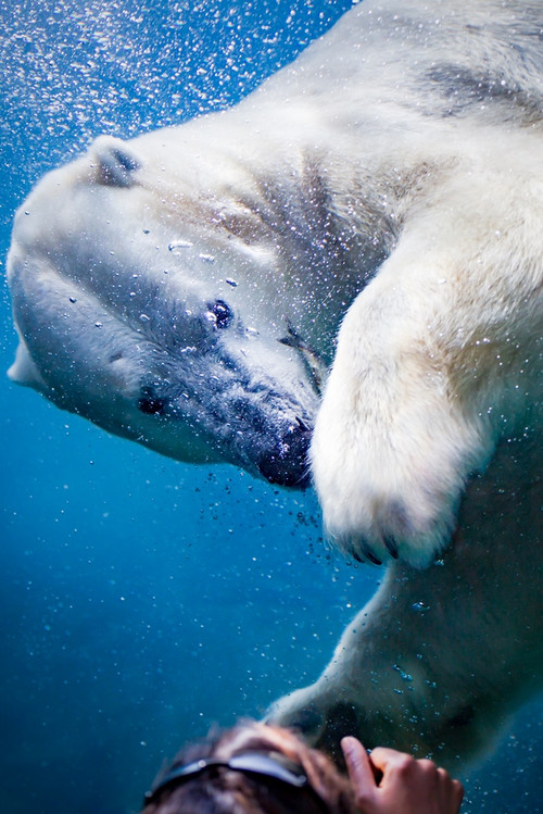 Swimmingpolarbear