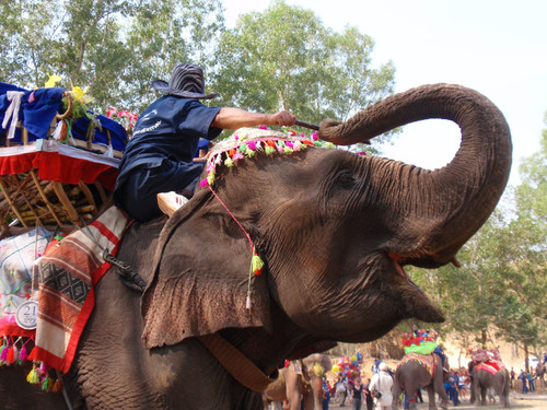 Elephantfestival1